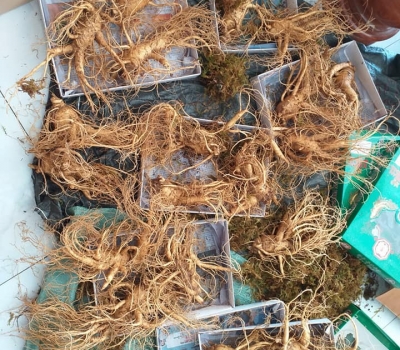 Sâm tươi