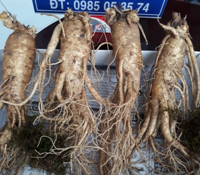 Sâm tươi 4 củ/kg