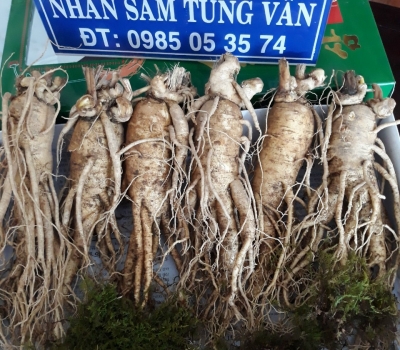 Sâm củ tươi loại 6củ/kg 