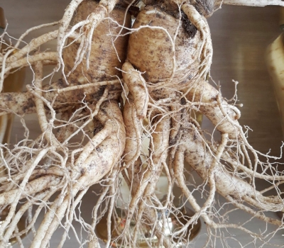 Sâm tươi 2 củ/kg